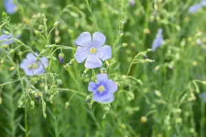 Linum perenne - P9 - image 3