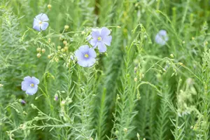 Linum perenne - P9 - image 4