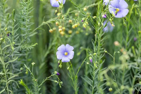 Linum perenne - P9 - image 5