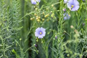 Linum perenne - P9 - image 5