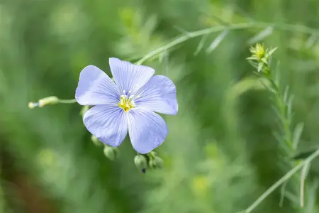 Linum perenne - P9 - image 2