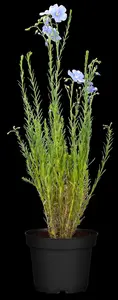 Linum perenne