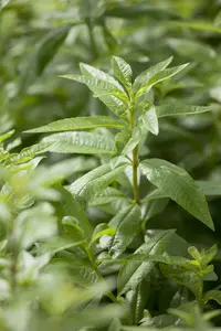 Lippia 'Citriodora' - P9 - image 3