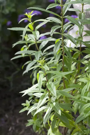 Lippia 'Citriodora' - P11 - image 2