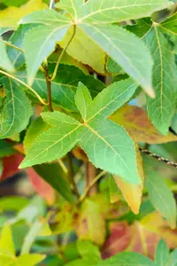 Liquidambar st. 'Slender Silhouette' - 50-60 CM C5 - image 5