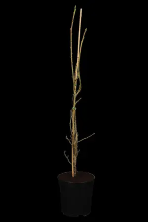 Liquidambar st. 'Slender Silhouette' - 150-175 CM RB - image 1