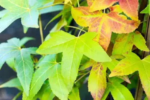 Liquidambar st. 'Slender Silhouette' - 50-60 CM C5 - image 3
