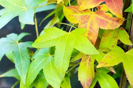 Liquidambar st. 'Slender Silhouette' - 100-125 CM C10 - image 2