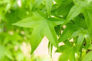 Liquidambar st. 'Slender Silhouette' - 150-175 CM C5 WHIP - image 4