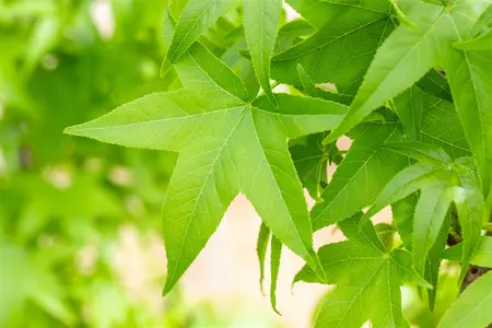 Liquidambar st. 'Slender Silhouette' - 300-350 CM FTH WHIP C35 - image 4