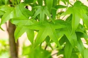 Liquidambar st. 'Slender Silhouette' - HO 4-6 CM FTH RB - image 5