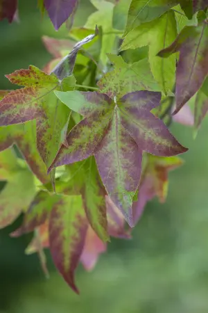 Liquidambar styraciflua - STD 16-18 CM TRAINED CONT - image 1