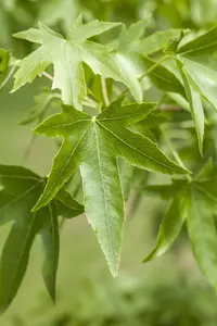 Liquidambar styraciflua - STD 16-18 CM TRAINED CONT - image 5