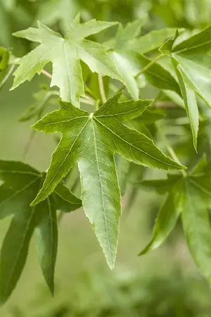 Liquidambar styraciflua - STD 18-20 CM TRAINED CONT - image 5