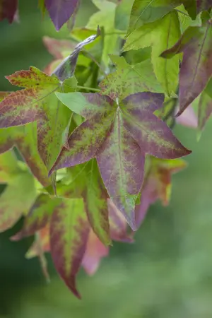 Liquidambar styraciflua - STEM 250 CM, GIRTH 12-14 CM ROOF TRAINED CONT - image 1