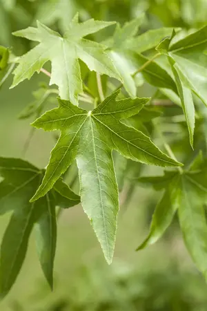 Liquidambar styraciflua - STEM 250 CM, GIRTH 12-14 CM ROOF TRAINED CONT - image 5