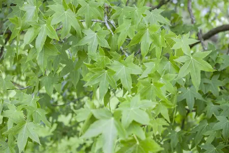 Liquidambar styraciflua - P9 - image 2