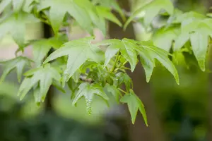 Liquidambar styraciflua - STD 16-18 CM TRAINED CONT - image 3