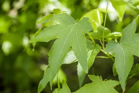 Liquidambar styraciflua - STD 18-20 CM TRAINED CONT - image 4