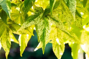 Liquidambar styraciflua 'Aurea'