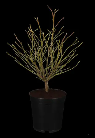 Liquidambar styraciflua 'Cathedral' - STEM 225 CM, GIRTH 8-10 CM RB - image 1