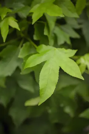 Liquidambar styraciflua 'Gum Ball' - 90 CM STEM C12 - image 4