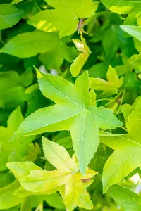 Liquidambar styraciflua 'Gum Ball' - 130 CM STEM C15 - image 4