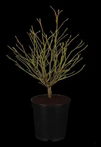 Liquidambar styraciflua 'Gum Ball' - 150 CM STEM C10 - image 1