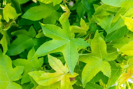 Liquidambar styraciflua 'Gum Ball' - 130 CM STEM C15 - image 3