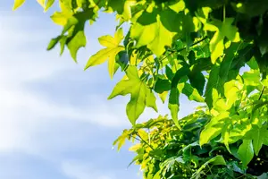Liquidambar styraciflua 'Gum Ball' - 130 CM STEM C15 - image 5