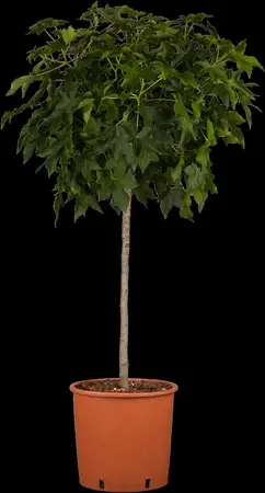 Liquidambar styraciflua 'Gum Ball' - 80 CM STEM C5 - image 3