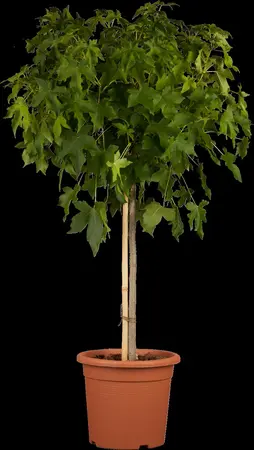 Liquidambar styraciflua 'Gum Ball' - STDS 14-16 CM RB - image 2