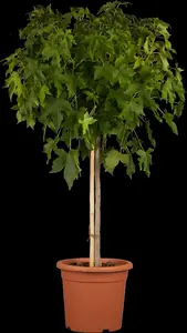 Liquidambar styraciflua 'Gum Ball' - STDS 14-16 CM RB - image 2