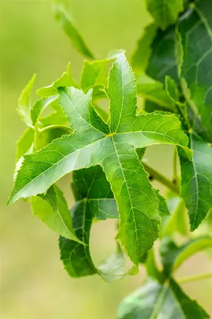 Liquidambar styraciflua 'Lane Roberts' - 60-80 CM C2 WHIP - image 3