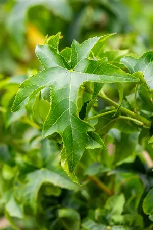 Liquidambar styraciflua 'Lane Roberts' - 60-80 CM C2 WHIP - image 4