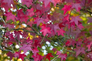 Liquidambar styraciflua 'Lane Roberts'