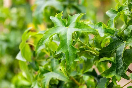 Liquidambar styraciflua 'Lane Roberts' - 80-100 CM C2 WHIP - image 5