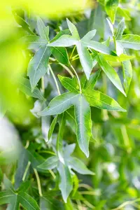 Liquidambar styraciflua 'Moraine'