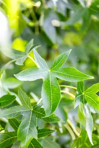 Liquidambar styraciflua 'Moraine' - 100-125 CM C2 WHIP - image 3