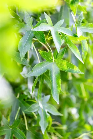 Liquidambar styraciflua 'Moraine' - 200-250 CM C10 WHIP - image 1