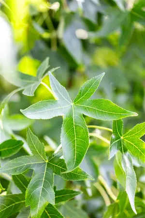 Liquidambar styraciflua 'Moraine' - 200-250 CM C10 WHIP - image 3