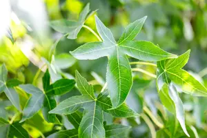 Liquidambar styraciflua 'Moraine' - 100-125 CM C2 WHIP - image 2