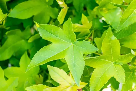 Liquidambar styraciflua 'Oakville Highlight' - 175-200 CM C10 WHIP - image 2