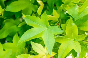 Liquidambar styraciflua 'Pasqualli' - 60-80 CM C2 WHIP - image 2