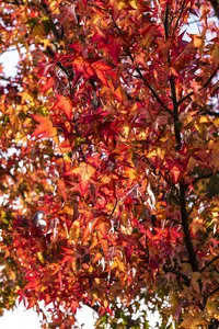 Liquidambar styraciflua 'Worplesdon'