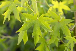 Liquidambar styraciflua 'Worplesdon' - STEM 225 CM, GIRTH 14-16 CM ROOF TRAINED CONT - image 2