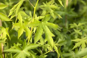 Liquidambar styraciflua 'Worplesdon' - STEM 225 CM, GIRTH 14-16 CM ROOF TRAINED CONT - image 3