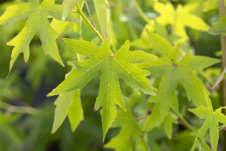 Liquidambar styraciflua 'Worplesdon' - STEM 225 CM, GIRTH 10-12 CM C25 - image 2