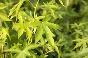 Liquidambar styraciflua 'Worplesdon' - 40-60 CM C2 WHIP - image 3