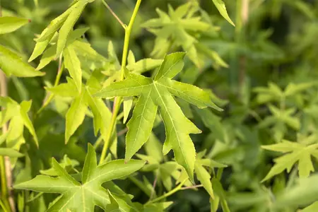 Liquidambar styraciflua 'Worplesdon' - 175-200 CM C5 WHIP - image 3